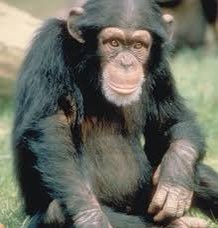 ExtinctAnimal's tweet image. 96% of our DNA is found in the chimpanzee and they can also learn sign language if in a controlled enviornment.