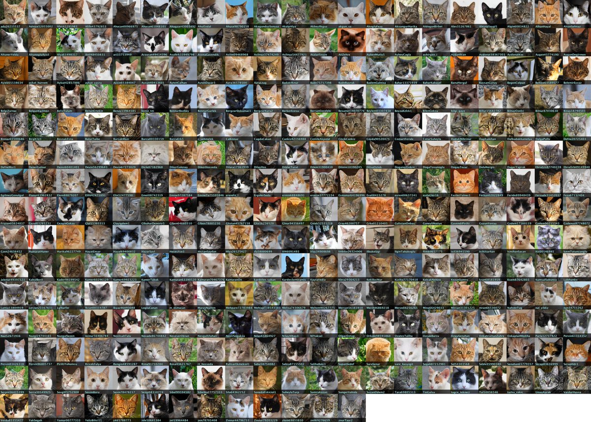 307 of the accounts in this network use cat pics as their avatars. Like the face and anime pics, these contain artifacts indicating that they are likely GAN-generated. The "fur" on both  @Gzdem17160119 and  @Glben64660310's profile pics melts into the background, for example.