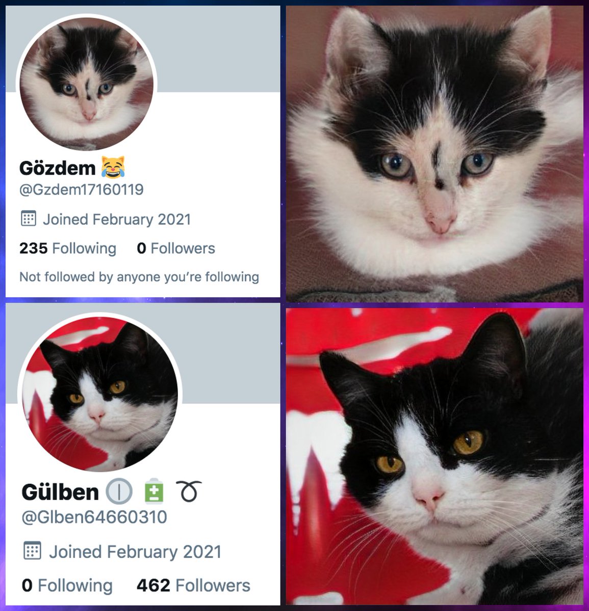 307 of the accounts in this network use cat pics as their avatars. Like the face and anime pics, these contain artifacts indicating that they are likely GAN-generated. The "fur" on both  @Gzdem17160119 and  @Glben64660310's profile pics melts into the background, for example.