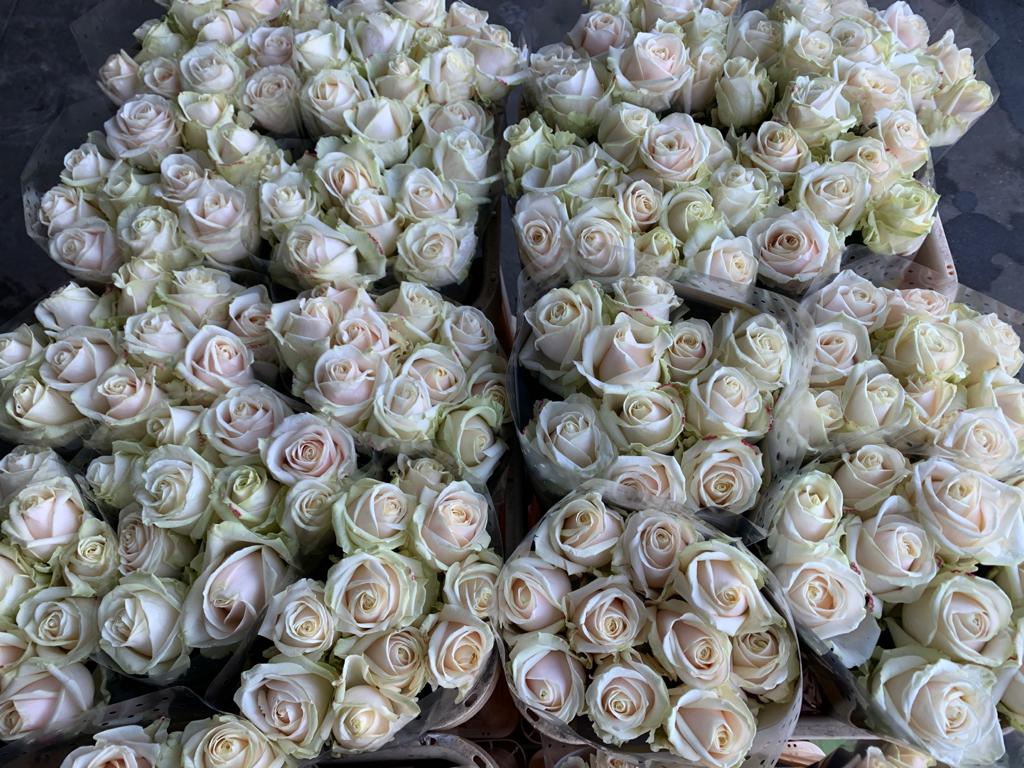 ❤️ Valentine's Day ❤️ We simply love our workers. Beautiful roses for all Vitaal Europe staff today! #SKqualityroses #vitaaleurope #valentine #appreciation #loveisintheair