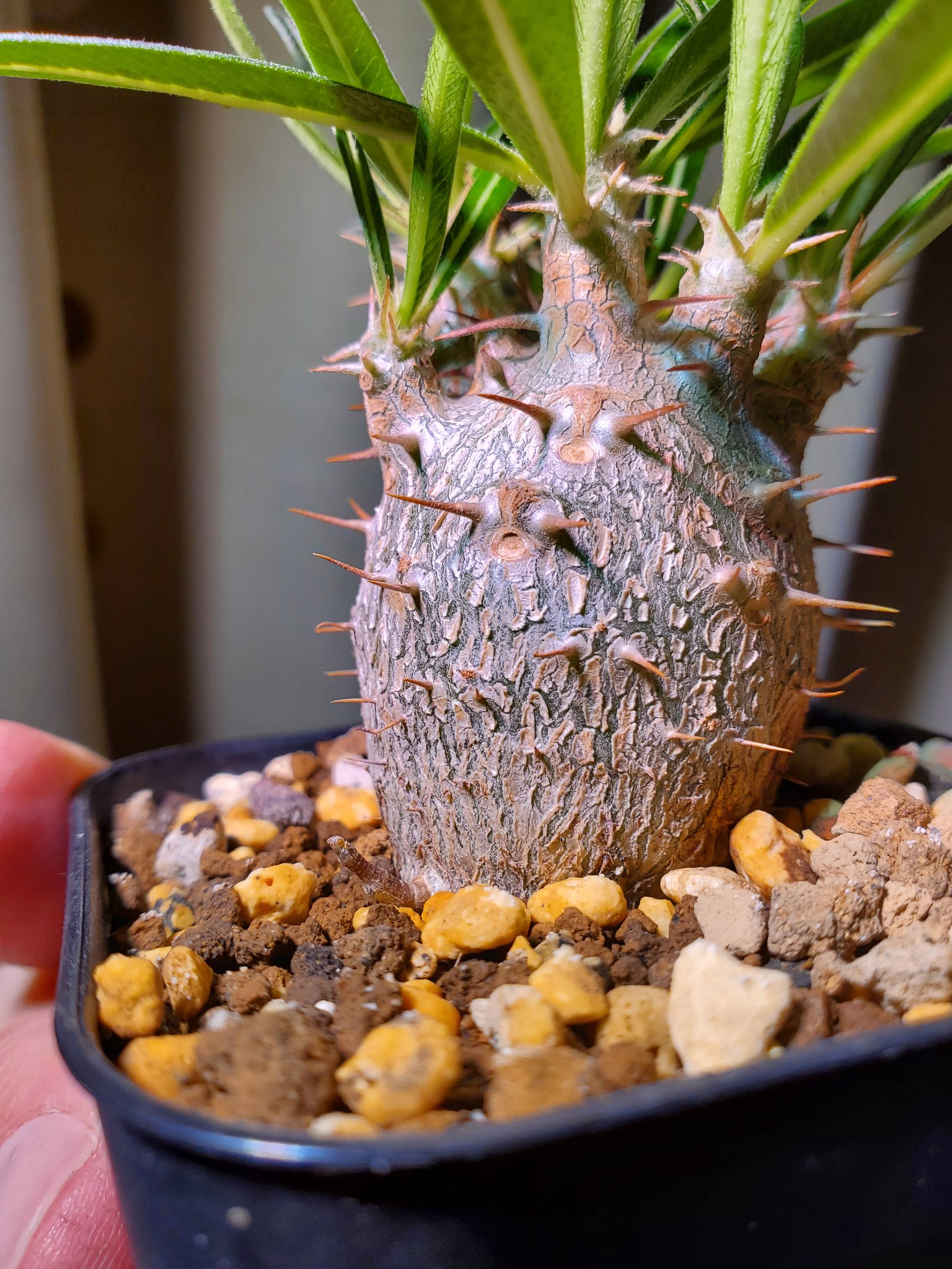 Sho Go Plants على تويتر 実生のグラキリス なかなかいい形になってきたやつ パキポディウム グラキリス 実生 T Co Ktvp1lc4rw تويتر