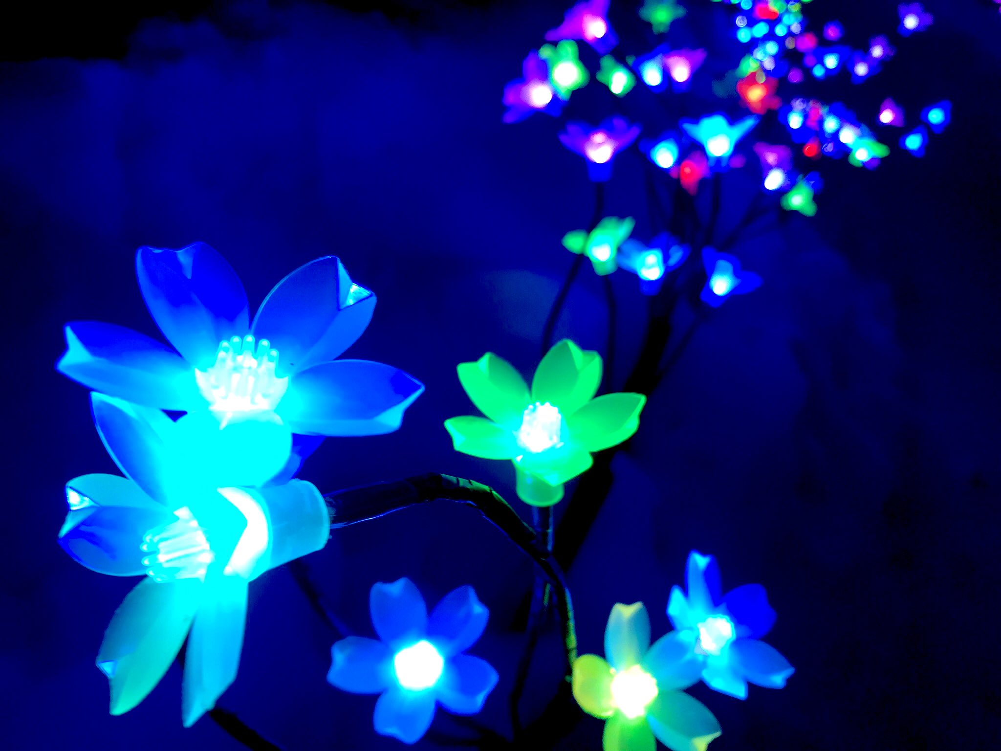 冬の花畑 Twitter Search Twitter