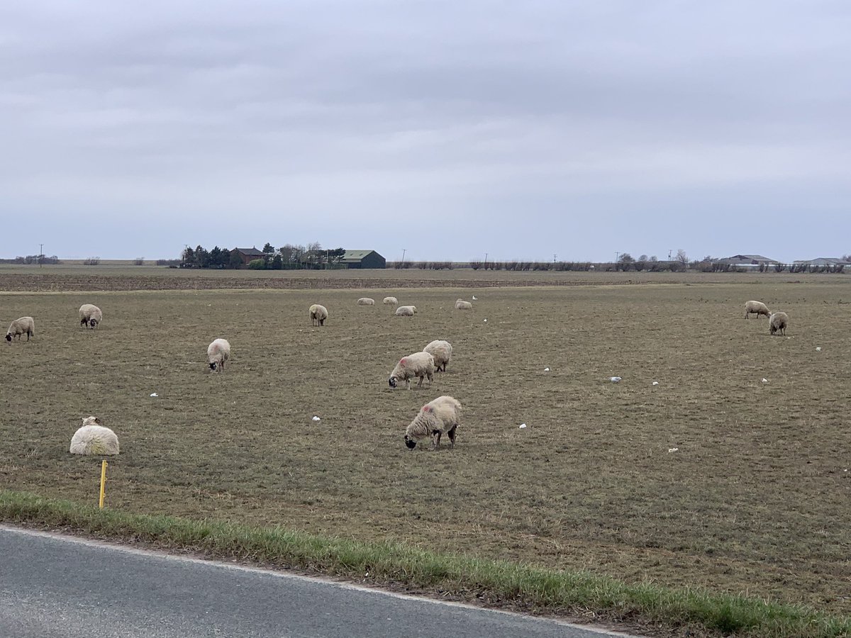 Locally this morning...the top soil blowing away in the wind because the field is ploughed. Just leave it as grass over winter and put some sheep on it?! Also a massive heated greenhouse-could actually feel the heat as I ran past 😬 um! Maybe we should eat more seasonally?