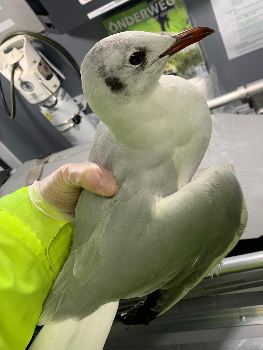 DierenAmsterdam's tweet photo. De hap grage meeuw van de #Dapperstraat bleek jammer genoeg een hoog gebroken vleugel te hebben. We hebben hem zijn galgenmaal geboden, hij smikkelde en smulde en had geen benul van het feit dat het zijn laatste maal zou zijn. Vlieg vrij mooie laridae https://t.co/GbwElsYJfP