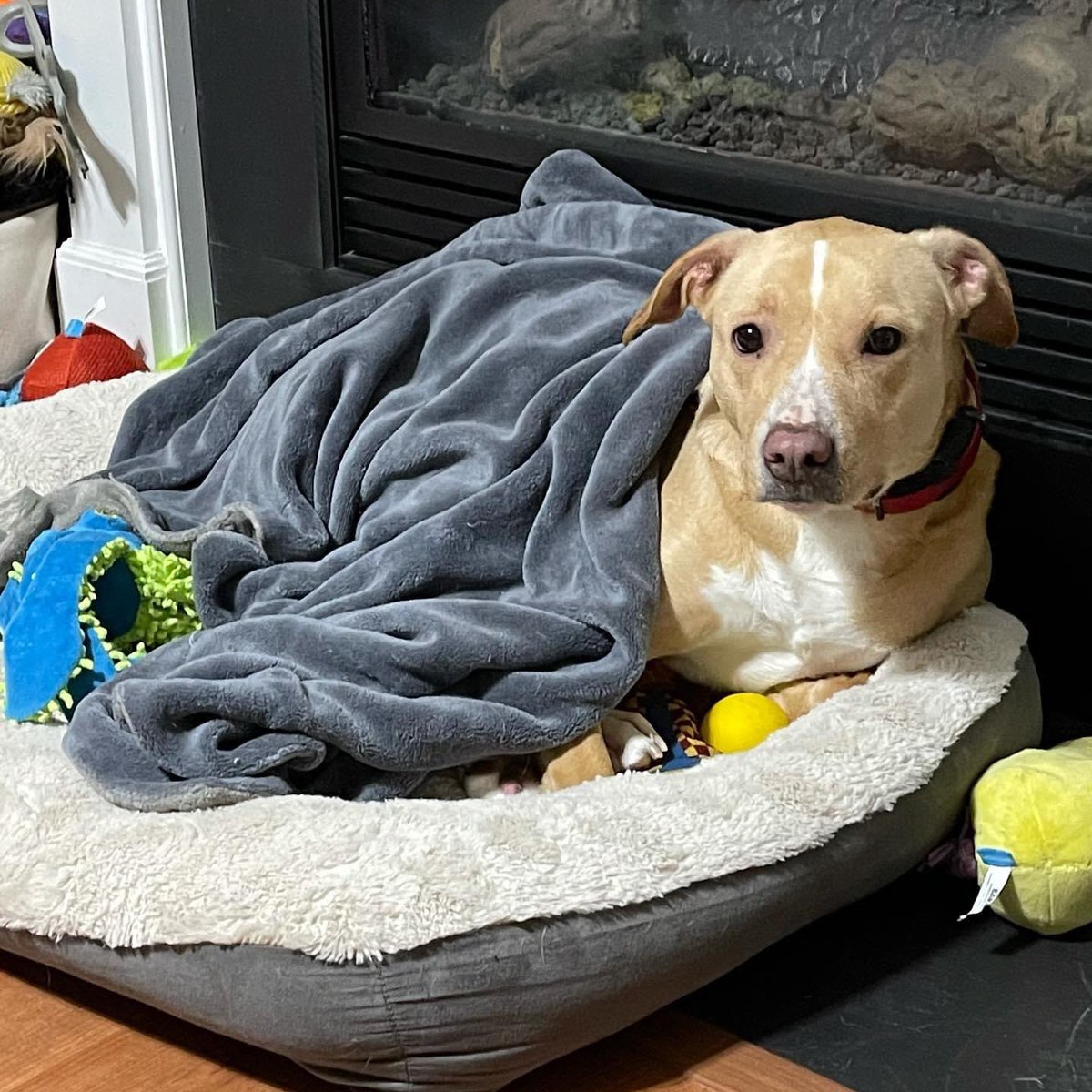 SnugglePupTuck's tweet photo. Cold mornings are best spent under a warm blankie!
#coldweather #warmblanket #dogs #doglife #pittie #pitmix #rescuepup #rescuedog #rescueismyfavouritebreed #mysweetpup #mysweetpuppy #lovemydog #labpittmix #labpitmix #dog #dogoftheday #ilovemydog #happydog #happydoggie https://t.co/YMOXKmQVhi