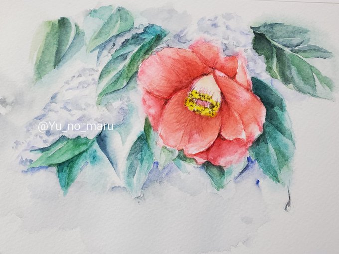 山茶花のtwitterイラスト検索結果