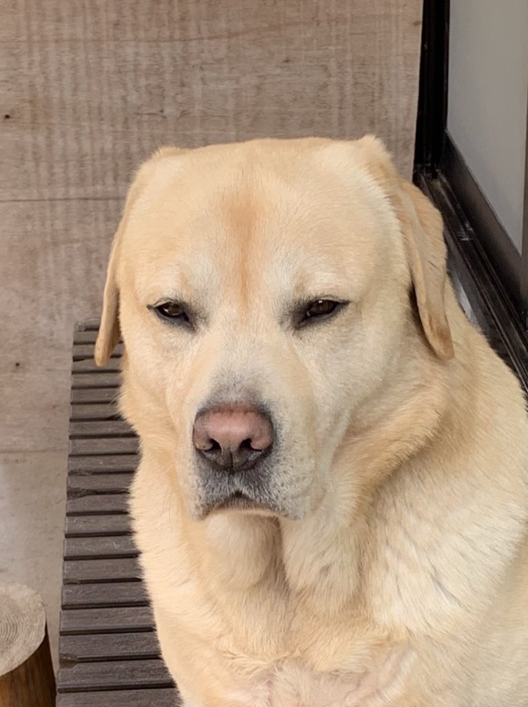 小足の象 その鼻はなぜ少しだけピンクいの その耳はなぜ向かい風になびくの 教えてお犬さま 教えてお犬さま 揉ませて首の皮の たるみ 小足の象 その鼻はなぜ少しだけピンクいの その耳はなぜ向かい風になびくの 教えてお犬さま 教えてお犬さま 揉ませて首の皮の たるみ