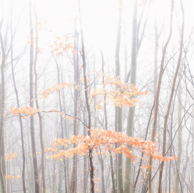 Beech leaves in the mist, luckily accessible on my local walk