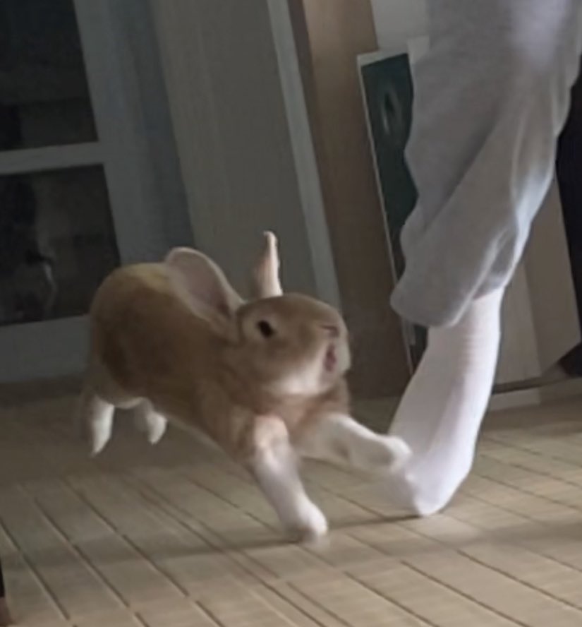 borively's tweet image. 다시는.. 토끼를.. 먹는걸로.. 약올리지.. 마시오...