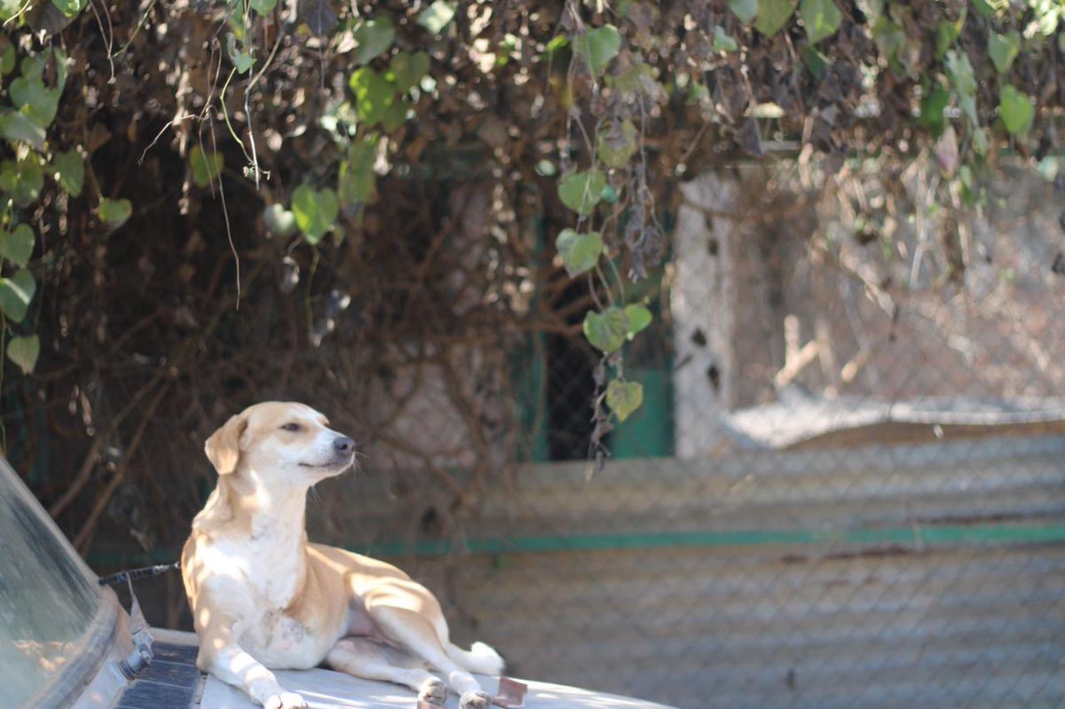 Paws for a Cause: NCR Adoptions tweet media