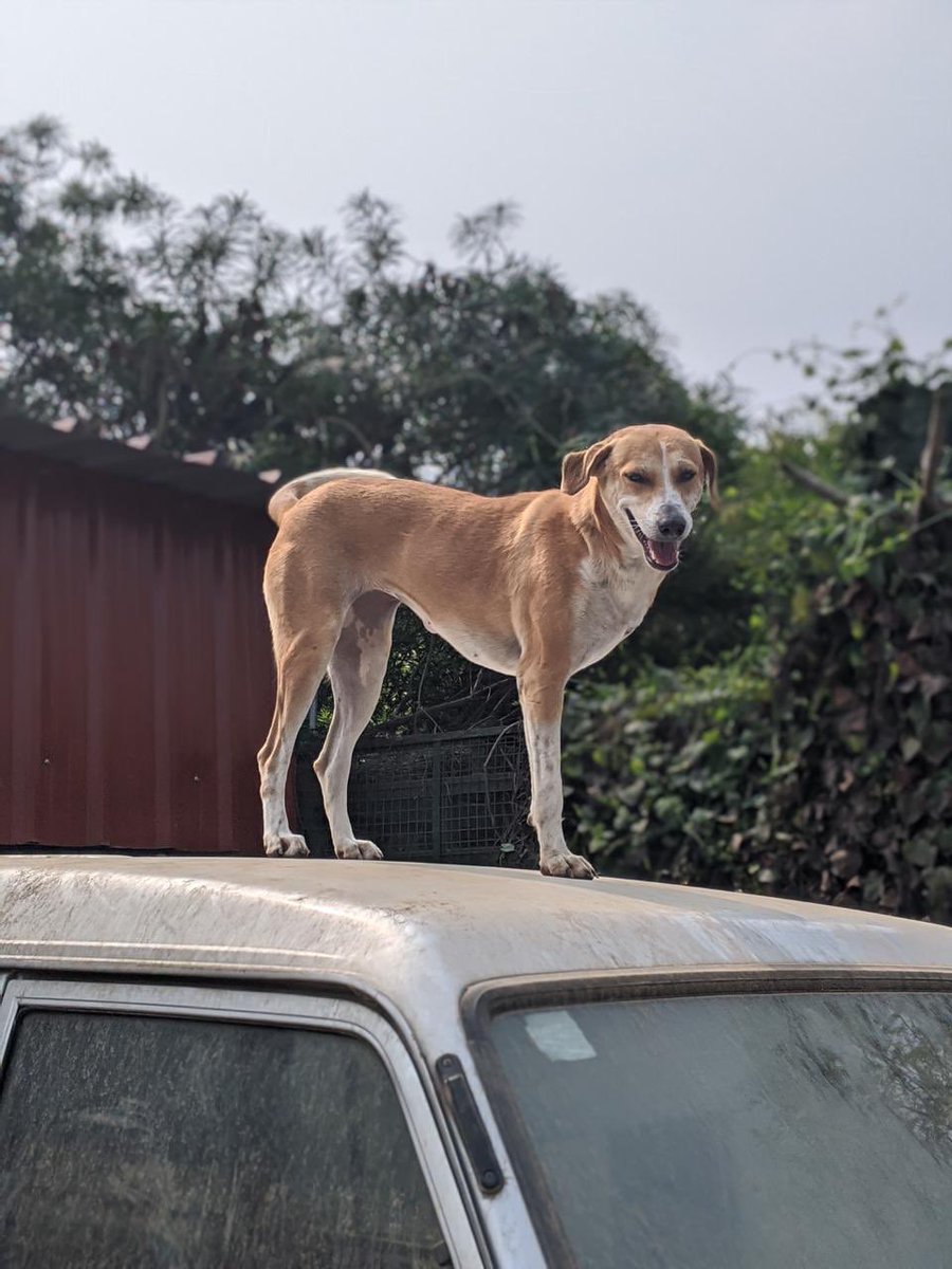 Paws for a Cause: NCR Adoptions tweet media