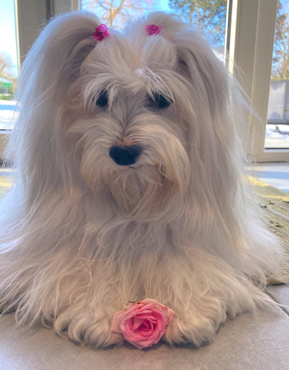 If you’re feeling down today, I’ve got you covered 💖 #valentinesday2021 #dogsoftwitter #puppylove