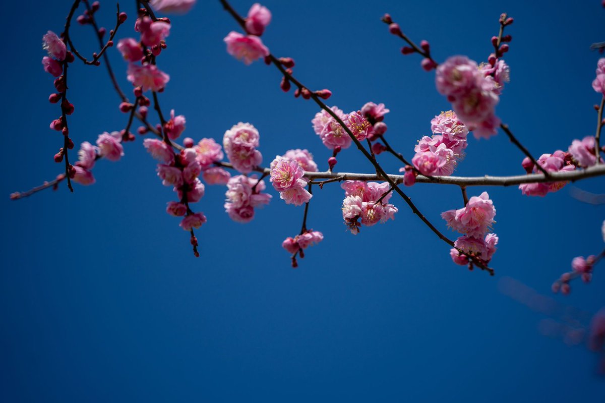 #綾部山梅林
#梅
#散歩

#japanview 
#japantravelphoto 
#japan_great_view 
#japan_bestpic_ 
#japangram 
#japan_travel 
#colore_de_saison 
#bestjapanpics_ 
#photo_travelers 
#retrip_nippon 
#raw_japan 
#dairy_photo_jpn 
#deaf_b_j_ 
#histrip_japan 
#flower_beauties_
#flowerdaily