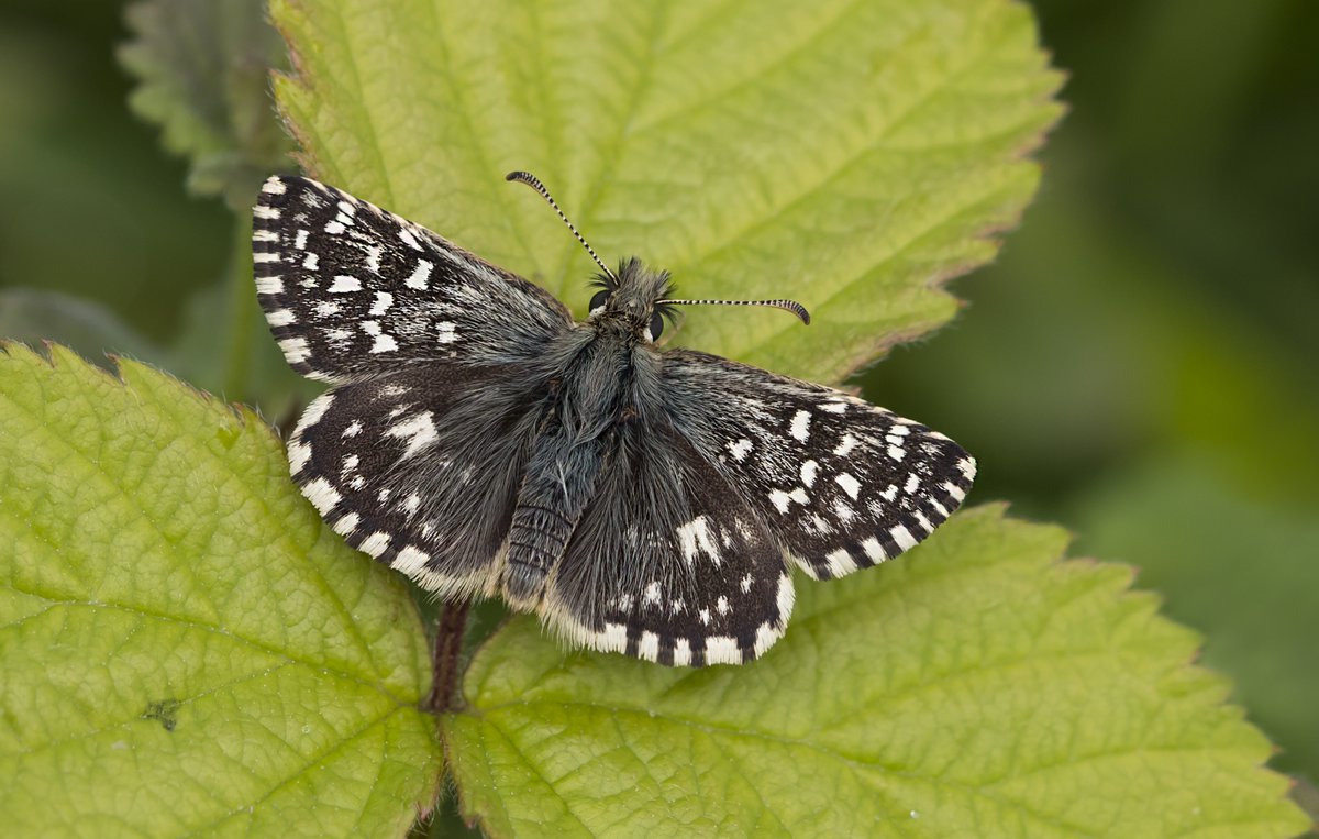 Butterfly Conservation 🦋 tweet media