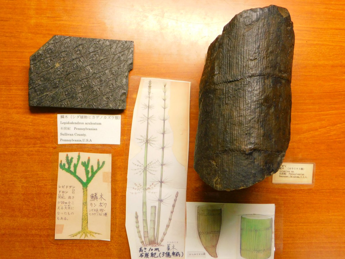 [古生代石炭紀]絶滅植物ロボクの幹化石[ポーランド]