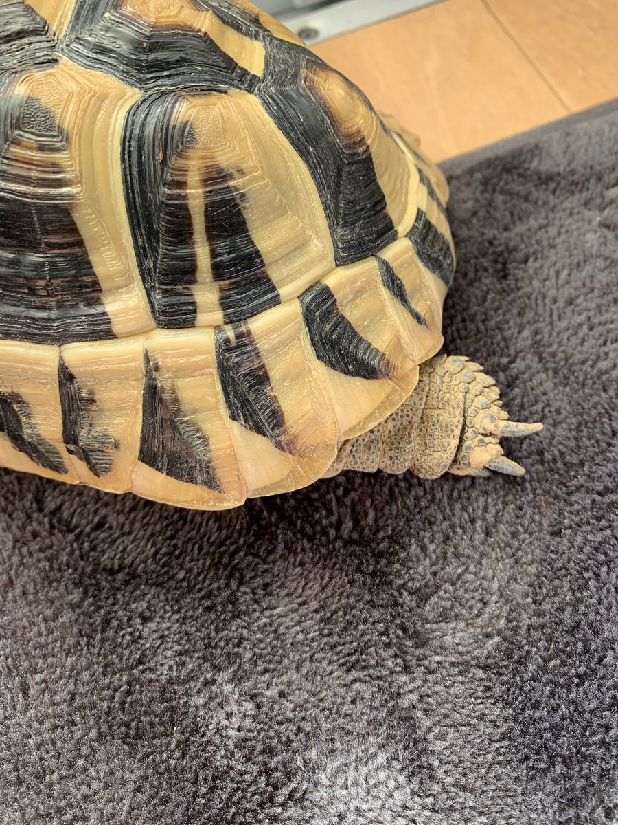 俊と柳と亀life 今日は朝から 日和 たくさん日光浴させてあげた 鬼火 赤兎馬 黒霧島 ジムビーム悩んだ末に今日は黒霧 ヘルマンリクガメ ギリシャリクガメ 日光浴 爬虫類