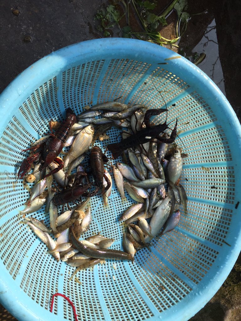 hello_envoy's tweet image. 收割一波小杂鱼