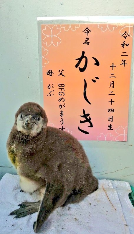 hamurazoo_'s tweet photo. お気付きの方もいらっしゃるかと思いますが、実はペンギンにヒナが誕生していました～🙌🏻🙌🏻🙌🏻あまり巣の外に出てこないので見られたらラッキー✨✨
#StayHome #不要不急の外出控えめ�� #羽村市動物公園 #フンボルトペンギン #両親はあの２羽 https://t.co/cehhWO9pNY