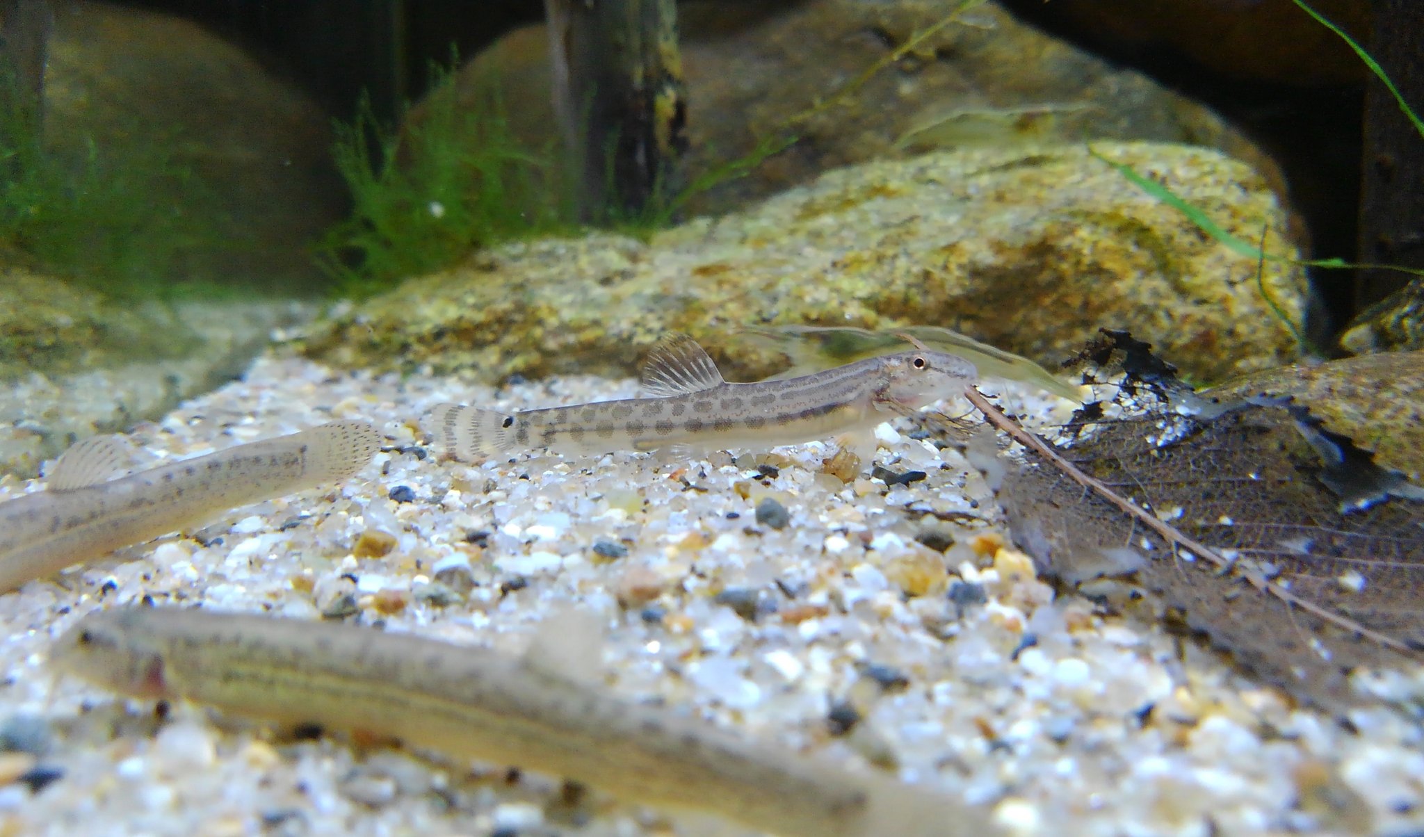 オイカワ丸 自宅水槽に昨日とってきたアリアケスジシマドジョウをいれました 飼育は久しぶり かわいい 私が新種記載したドジョウです T Co Qlqt2dyvqm Twitter