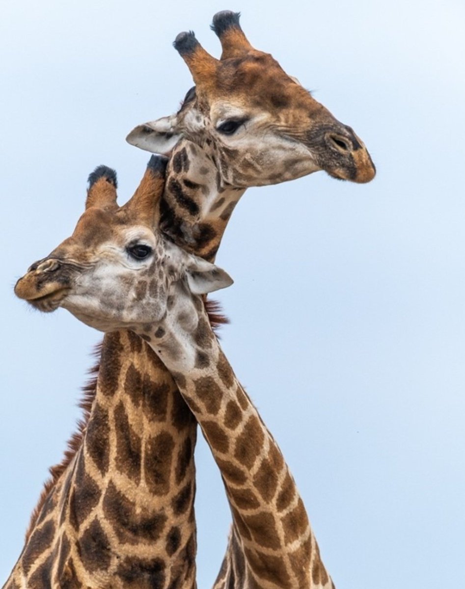 #ExperienceZimbabwe tweet media