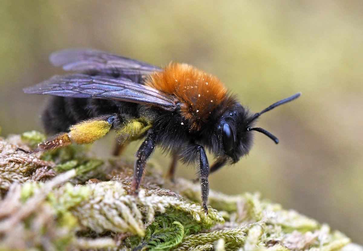 Sharing the love for  #invertebrates this  #valentinesday2021, starting with Clarke's mining-bee (Andrena clarkella). This solitary bee is among the earliest to emerge in spring and is just one of over 90 different bee species found on  @collieryspoil sites in S. Wales. L= R=