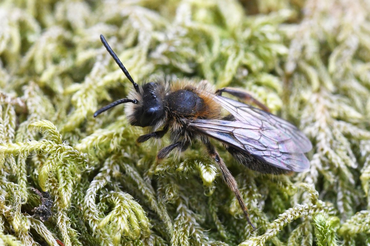 Sharing the love for  #invertebrates this  #valentinesday2021, starting with Clarke's mining-bee (Andrena clarkella). This solitary bee is among the earliest to emerge in spring and is just one of over 90 different bee species found on  @collieryspoil sites in S. Wales. L= R=