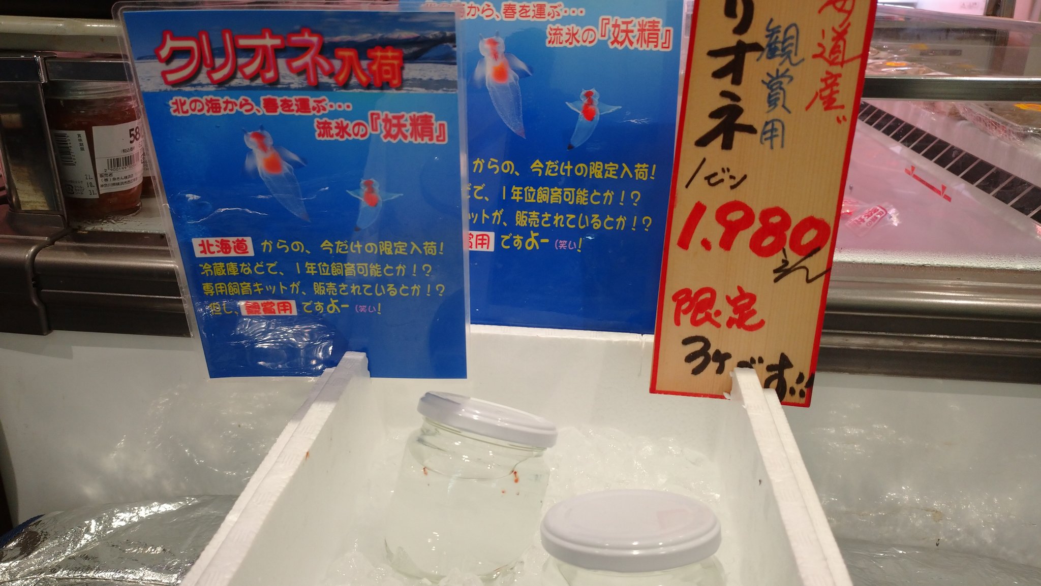 れいこ 魚屋さんにクリオネ売ってる 初生クリオネがまさかの魚屋 値札がちゃんと魚用ww クリオネ 観賞用です T Co Qvdab1ikpx Twitter