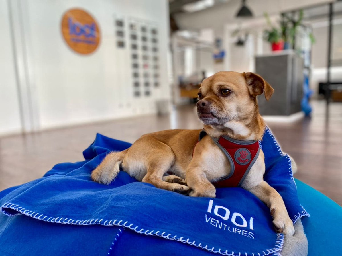 VCnewbie's tweet image. Newest member at the office 💙