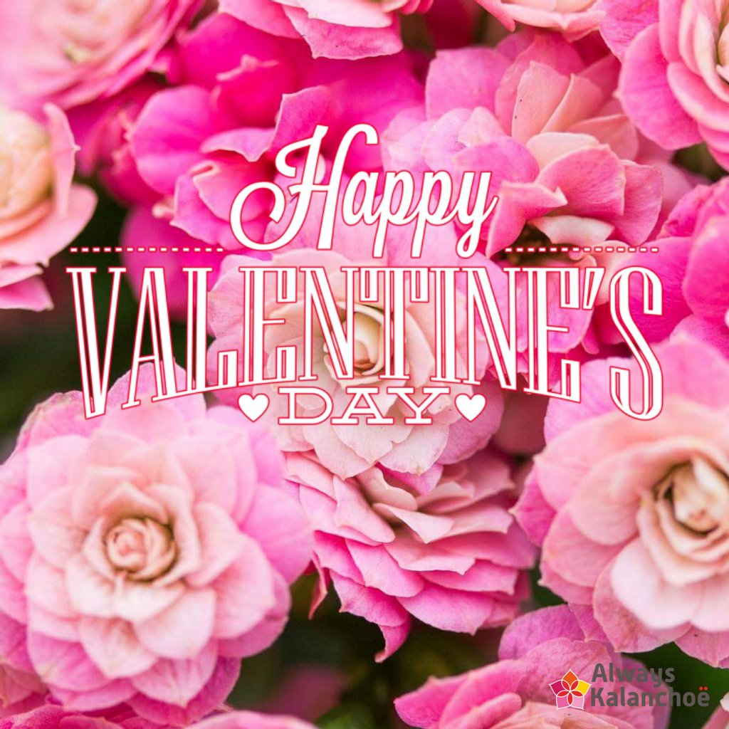 💗💗💗
#valentijnsdag #valentine #AlwaysKalanchoe #Kalanchoe #woestijnroos #AltijdKleurrijk #altijdMakkelijk #alwayscolourful #easycare #AltijdGezellig #vetplant #vetplantmetbloemen #potbloeier