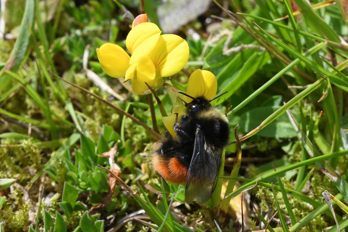 The Bilberry Bumblebee (Bombus monticola) is arguably one of the most beautiful British bumblebees. This declining upland species loves bilberry-rich heath on  @collieryspoil. The South Wales Valleys are some of the most southerly locations in Wales to see this beauty.