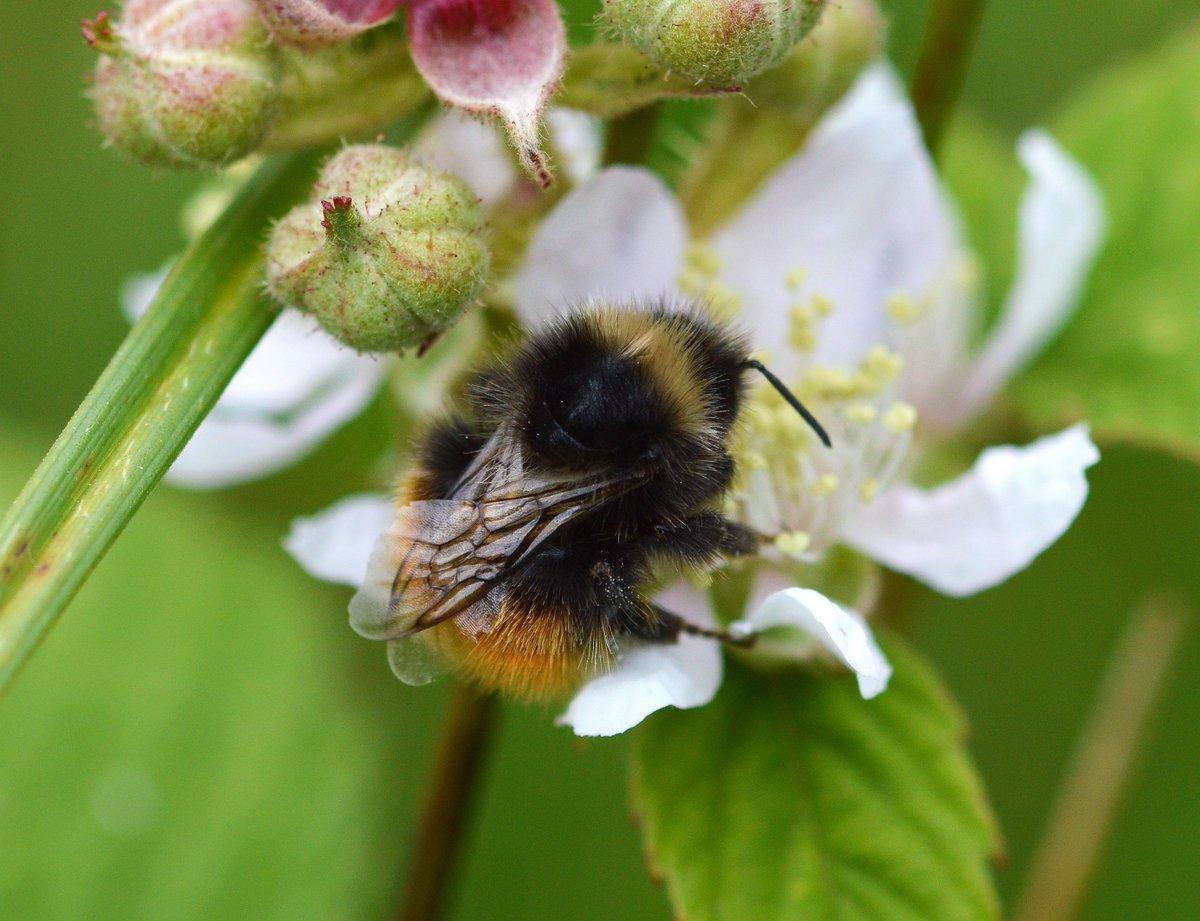 The Bilberry Bumblebee (Bombus monticola) is arguably one of the most beautiful British bumblebees. This declining upland species loves bilberry-rich heath on  @collieryspoil. The South Wales Valleys are some of the most southerly locations in Wales to see this beauty.