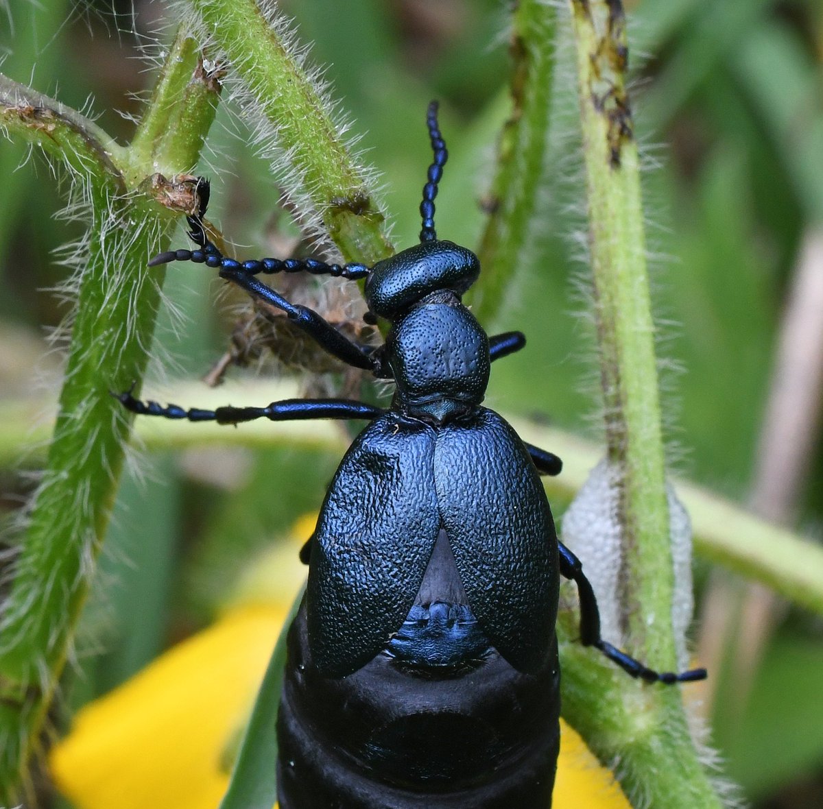 As nest parasites of solitary bees, oil beetles have fascinating life-cycles that are intricately linked to those of its hosts. In recent years, both Black and Violet Oil Beetle have been encountered on  @collieryspoil sites.  = Violet Oil Beetle (Meloe violaceus).
