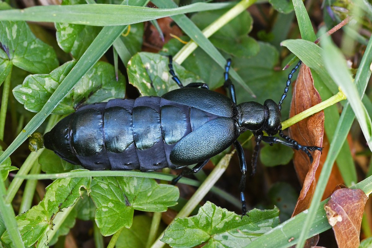 As nest parasites of solitary bees, oil beetles have fascinating life-cycles that are intricately linked to those of its hosts. In recent years, both Black and Violet Oil Beetle have been encountered on  @collieryspoil sites.  = Violet Oil Beetle (Meloe violaceus).
