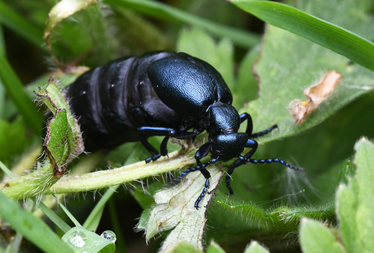 As nest parasites of solitary bees, oil beetles have fascinating life-cycles that are intricately linked to those of its hosts. In recent years, both Black and Violet Oil Beetle have been encountered on  @collieryspoil sites.  = Violet Oil Beetle (Meloe violaceus).