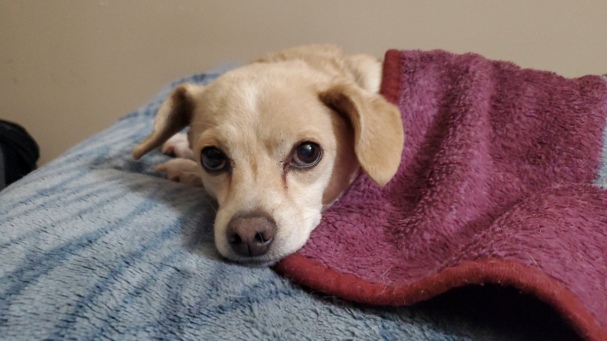 Jay Chavez VT tweet media