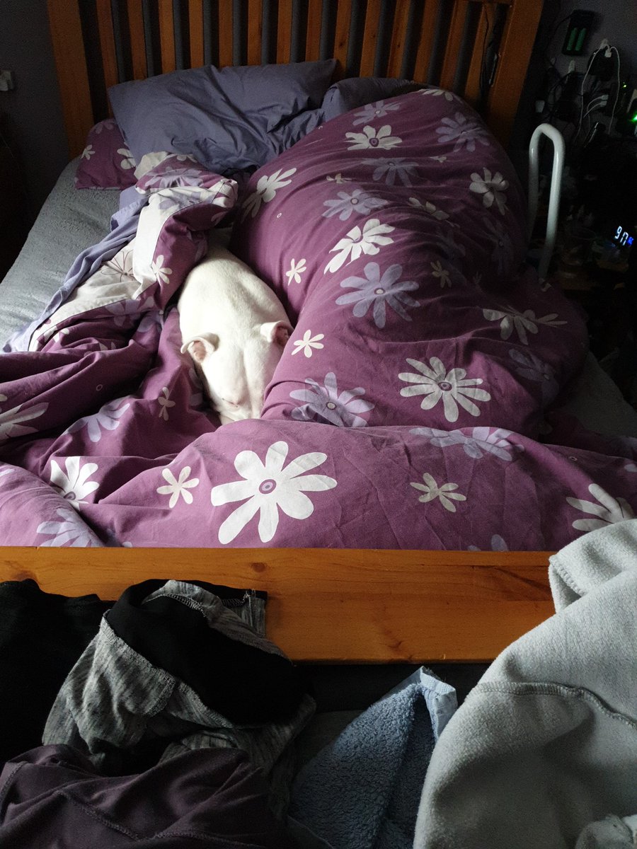 BewareSwear's tweet photo. Lazy Sunday mornings are the best. #Dowehavetogetup! https://t.co/vets9vEkSy
