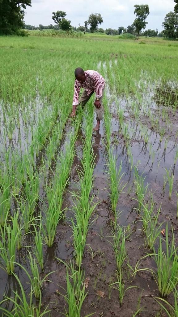 richardaumar's tweet photo. The change in weather pattern has affected the yield of crops, which is causing the current hike in food prices.#WhatHasChanged #PACJA #CSdevnet #ncsfpas https://t.co/ojXgxrn1wL
