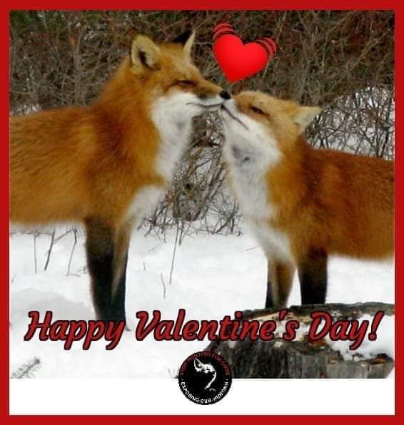 cktCCFCPUSB's tweet image. #SocialistSunday 
Show some love ❤
#BanHuntingWithDogs #ProtectOurWildlife