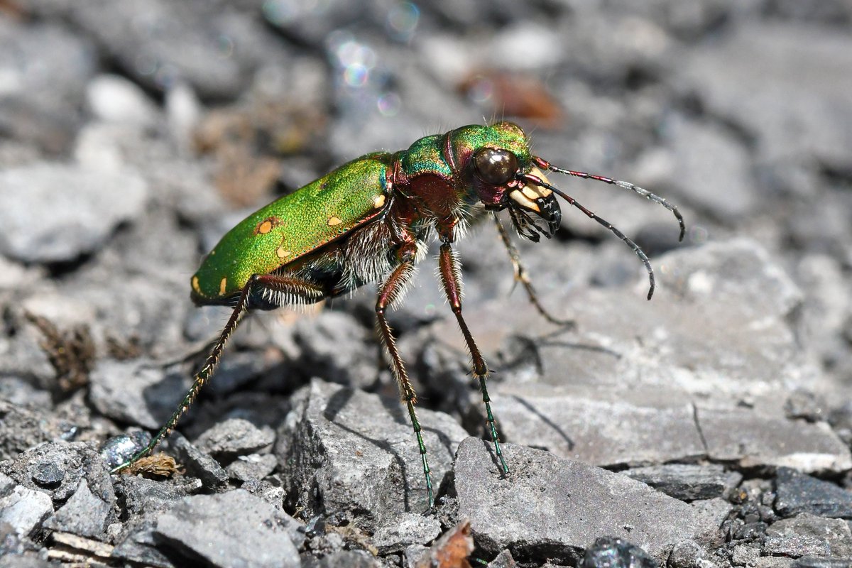 Green Tiger Beetle (Cicindela campestris) may be a relatively common, but what fascinating little creatures they are! Notoriously fast, these beautiful, emerald green beetles love the dry, hot slopes of  @collieryspoil sites. The larvae are even more amazing!