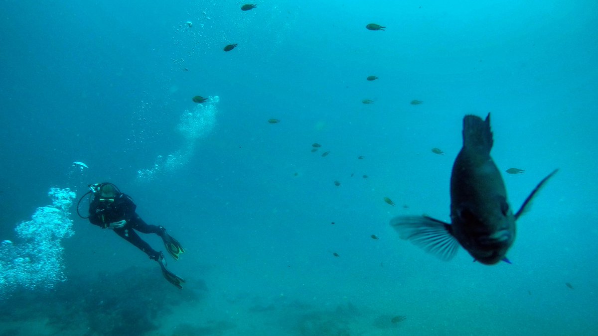 jesus_izq's tweet photo. Buzo y PESCAO GIGANTE QUE ME QUIERE COMER
#Lanzarote #buceo #TIMANFAYASUB #devildivers #humor #PuertoDelCarmen #diving https://t.co/NX1eRGVY5n