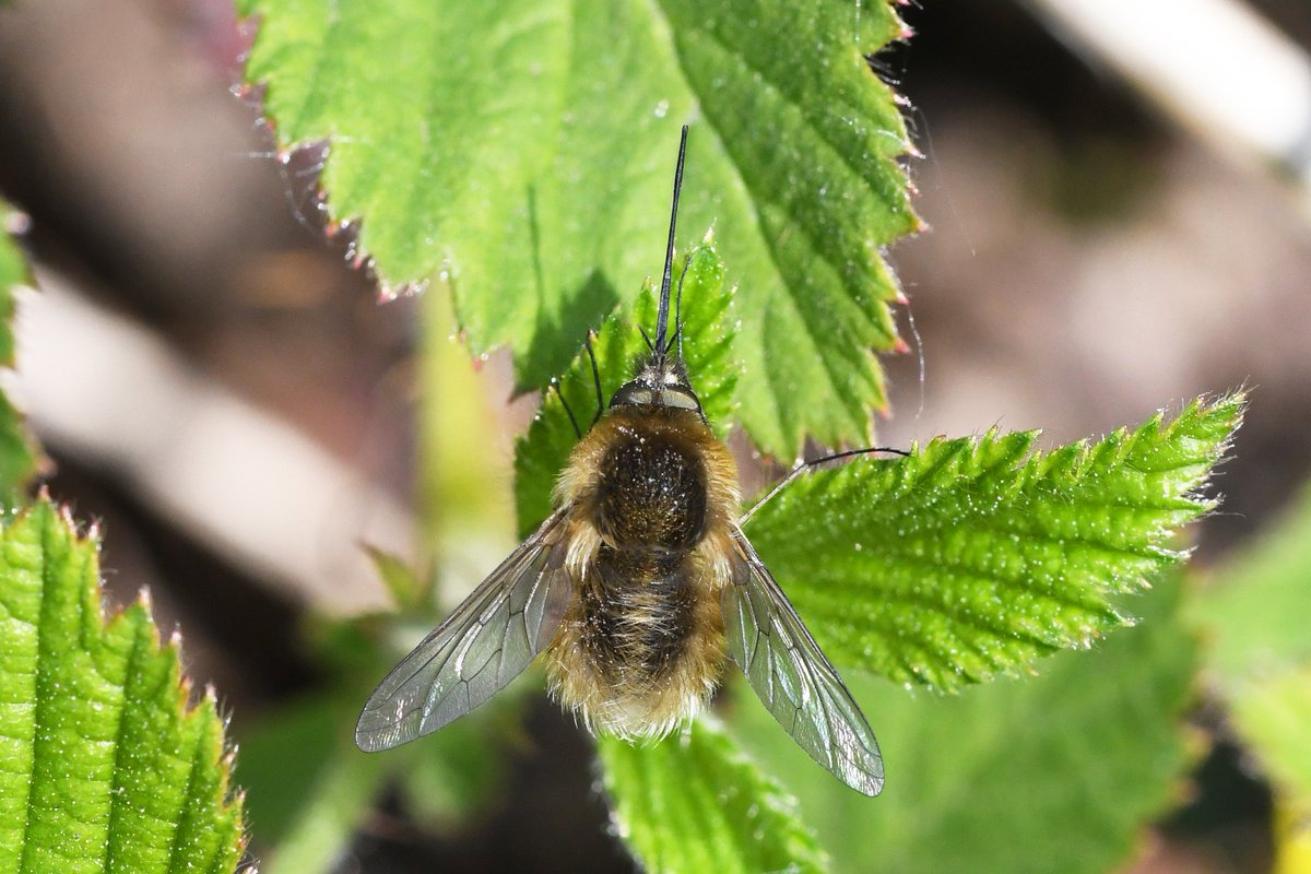 Who doesn't love bee-flies!? Two species of bee-fly can be found on  @collieryspoil, Western bee-fly (Bombylius canescens) and Dark-edged bee-fly (B. major). These furry bundles of joy will be active in a matter of weeks. Take part in  @SoldierfliesRS  #BeeFlyWatch if you see them