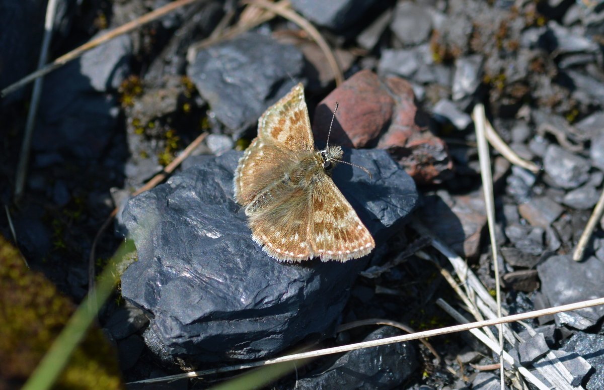 Dingy skipper (Erynnis tages) is a beautiful butterfly that is by no means 'dingy'. The legume-rich grasslands of  @collieryspoil sites, combined with their early successional conditions with bare ground, make them excellent sites for Dingy Skipper.