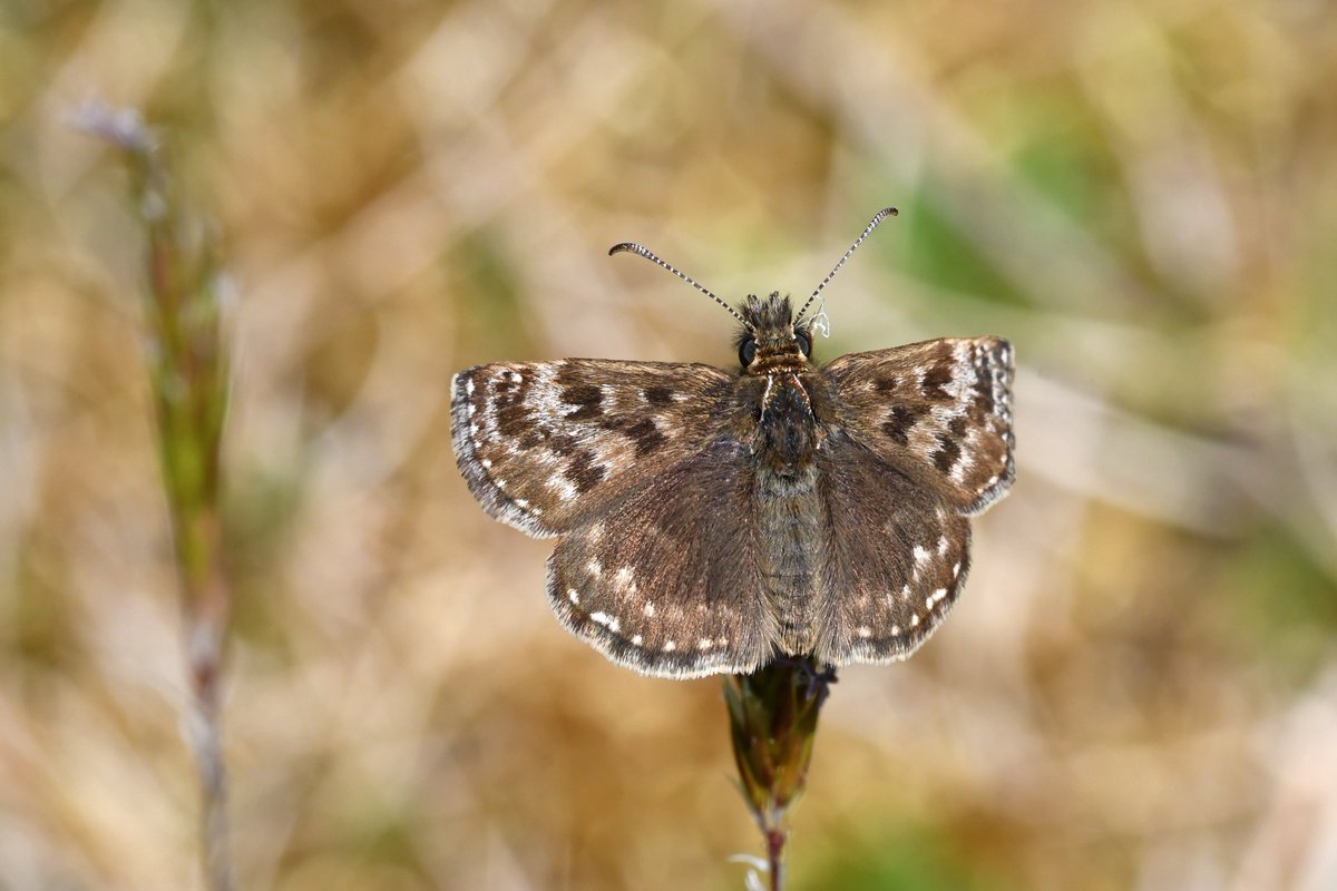 Dingy skipper (Erynnis tages) is a beautiful butterfly that is by no means 'dingy'. The legume-rich grasslands of  @collieryspoil sites, combined with their early successional conditions with bare ground, make them excellent sites for Dingy Skipper.