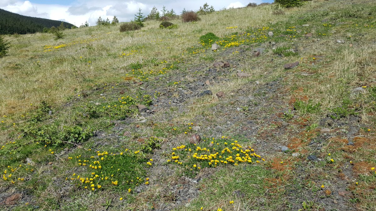 Dingy skipper (Erynnis tages) is a beautiful butterfly that is by no means 'dingy'. The legume-rich grasslands of  @collieryspoil sites, combined with their early successional conditions with bare ground, make them excellent sites for Dingy Skipper.