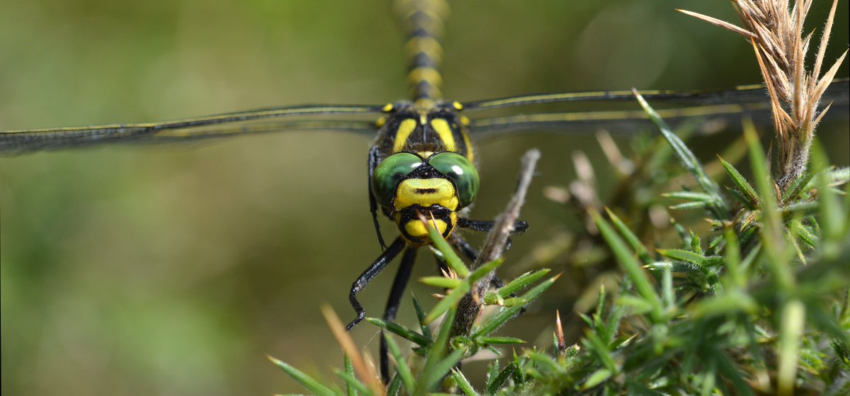 Golden-ringed dragonfly (Cordulegaster boltonii), the UK's longest dragonfly, is among the most frequently encountered dragonflies on  @collieryspoil sites. A personal favourite owing to their inquisitive behaviour.