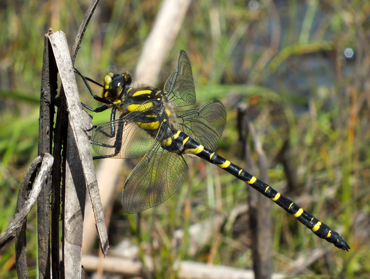 Golden-ringed dragonfly (Cordulegaster boltonii), the UK's longest dragonfly, is among the most frequently encountered dragonflies on  @collieryspoil sites. A personal favourite owing to their inquisitive behaviour.