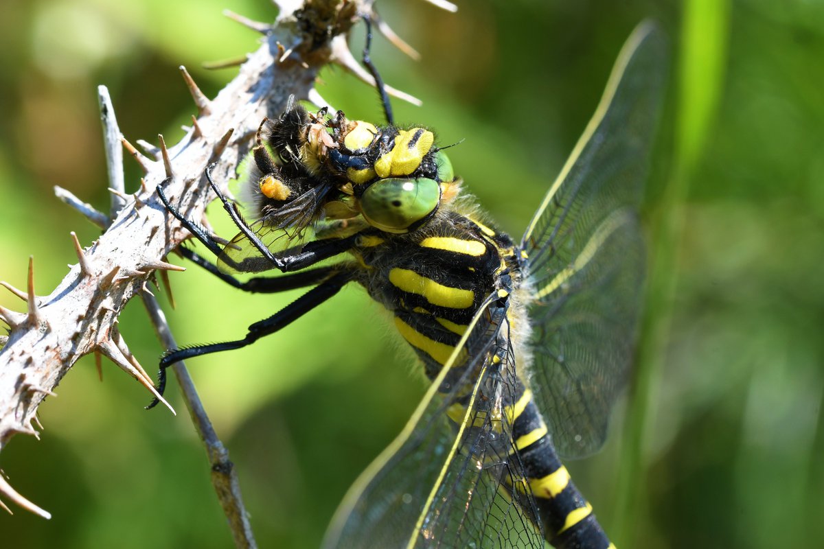 Golden-ringed dragonfly (Cordulegaster boltonii), the UK's longest dragonfly, is among the most frequently encountered dragonflies on  @collieryspoil sites. A personal favourite owing to their inquisitive behaviour.
