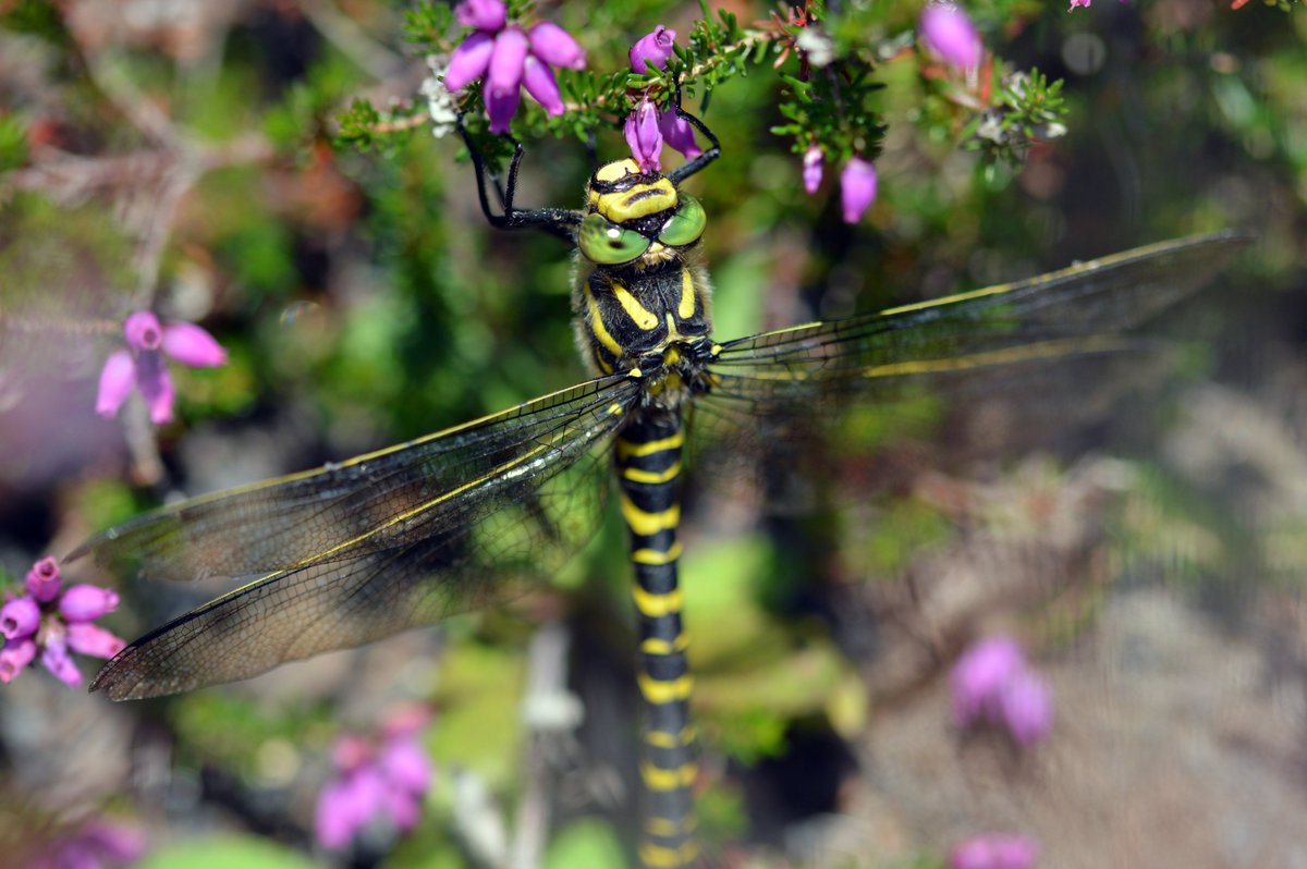 Golden-ringed dragonfly (Cordulegaster boltonii), the UK's longest dragonfly, is among the most frequently encountered dragonflies on  @collieryspoil sites. A personal favourite owing to their inquisitive behaviour.