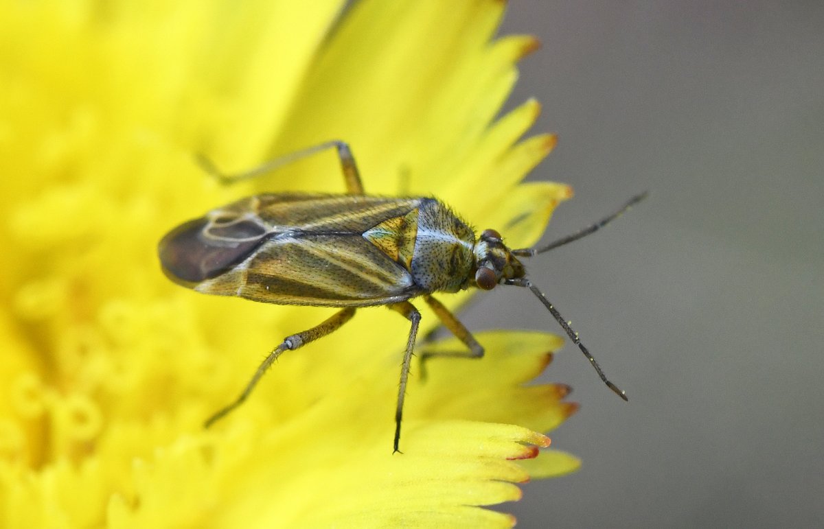 The plant bug Hoplomachus thunbergii is a rather uncommon species in Britain, but is found on most  @collieryspoil supporting its food-plant in S. Wales. Adults can be found between June and July (nymphs from May) in the flower heads of Mouse-ear Hawkweed (Pilosella officinarum).