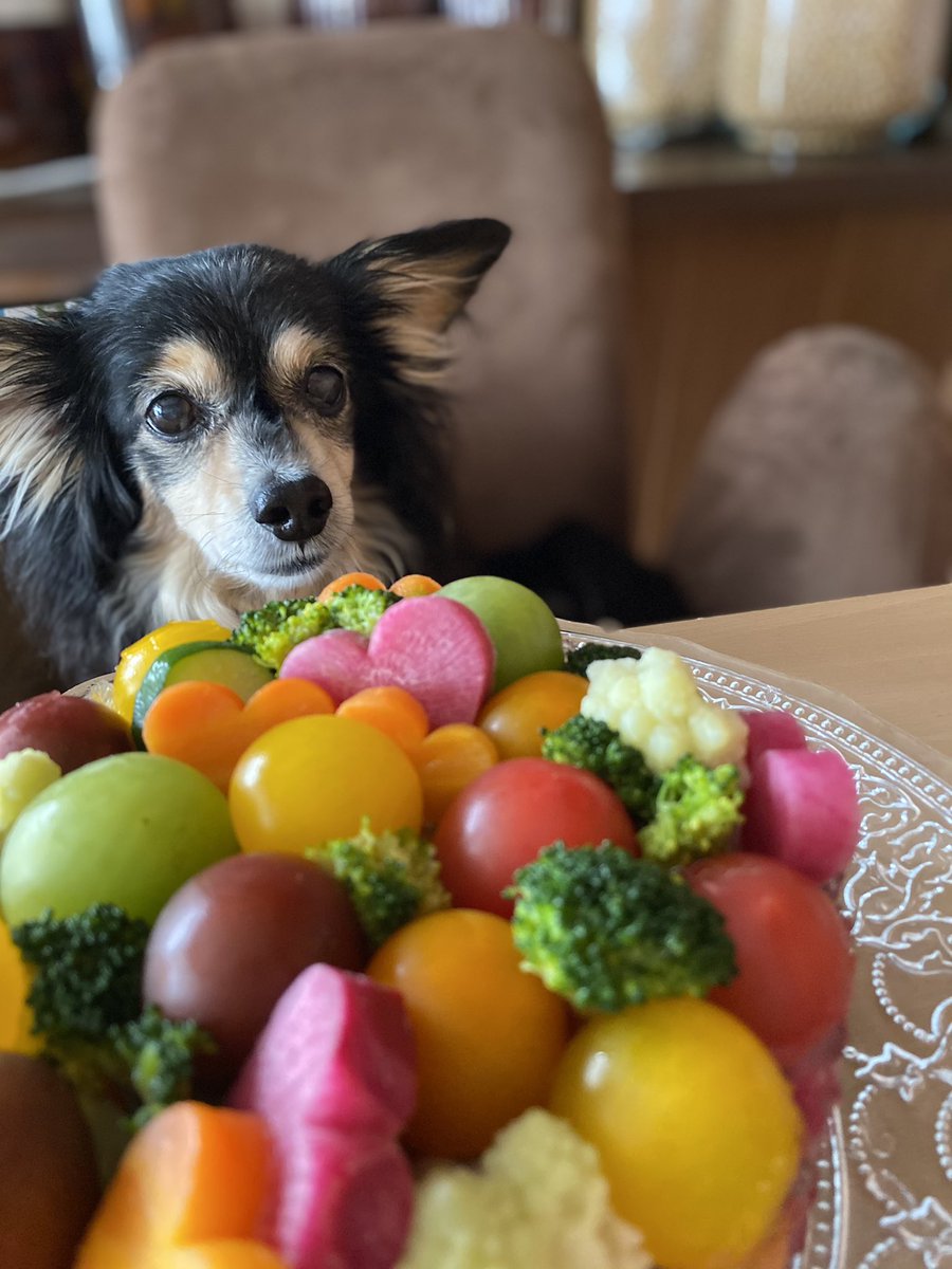 犬用お誕生日ケーキ